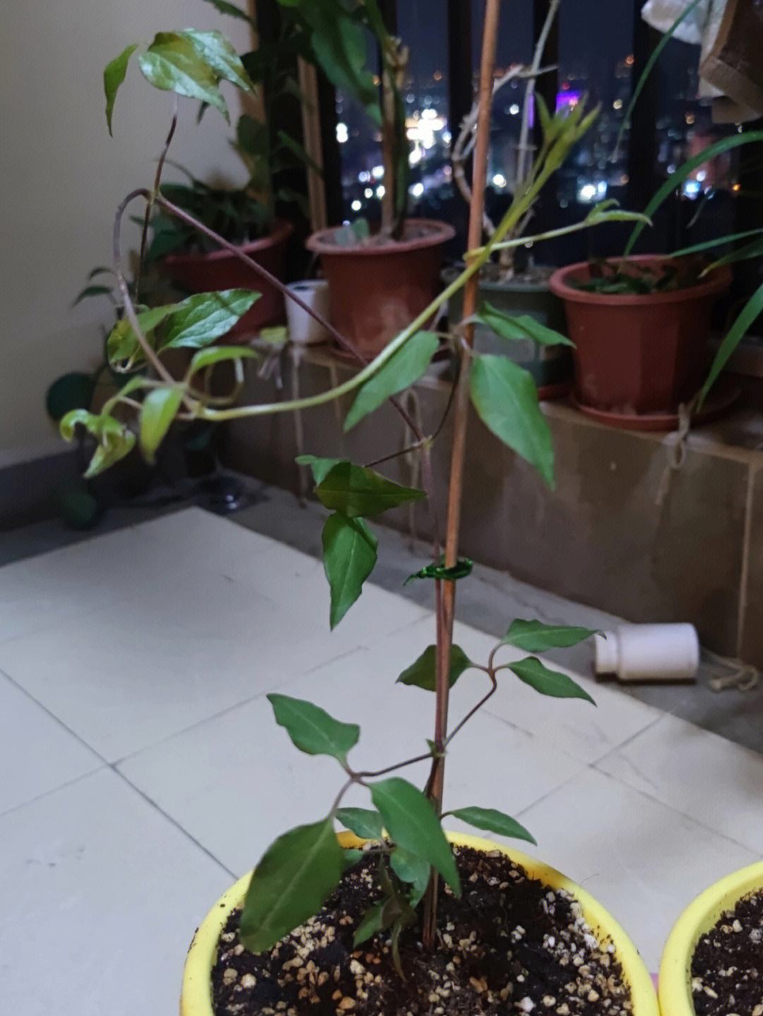 详细阅读:蔫了吧嘚(蔫了吧唧啥意思) 蔫了吧嘚(蔫了吧唧啥意思)